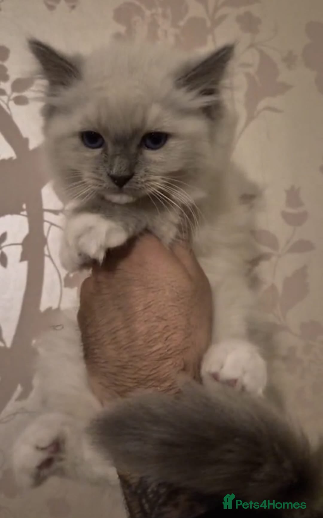 Ragdoll cats for sale: Beautiful purebreed Ragdoll kittens - Advert 7
