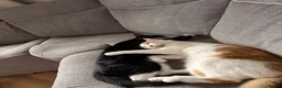Mixed Breed cats for sale: BSH x Turkish Van kittens - Advert 11