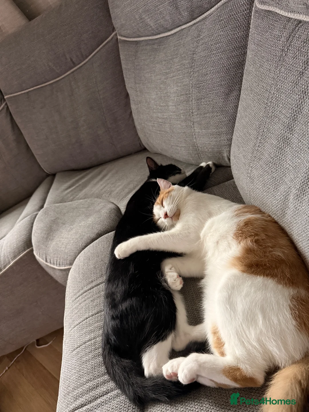 Mixed Breed cats for sale: BSH x Turkish Van kittens - Advert 11