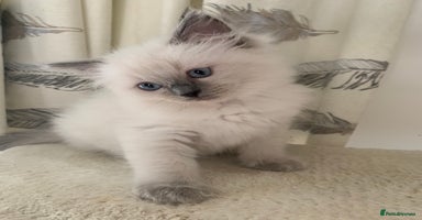 Ragdoll cats - Advert 2