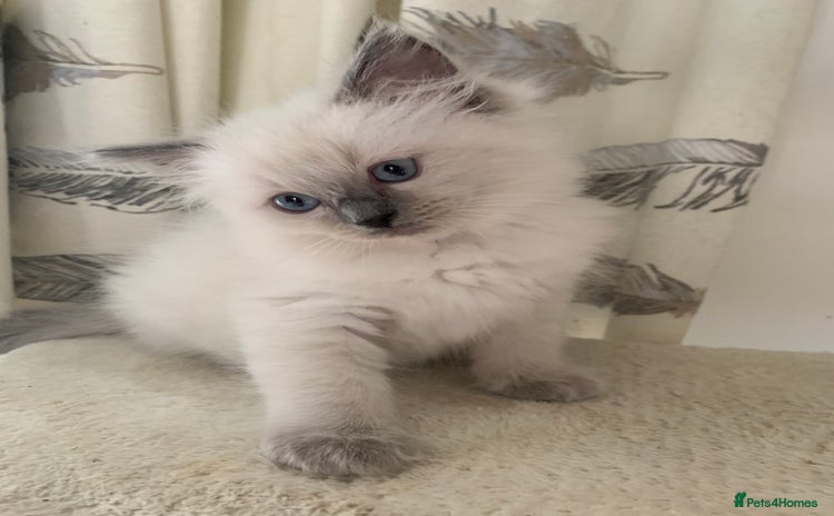 Ragdoll cats - Advert 16