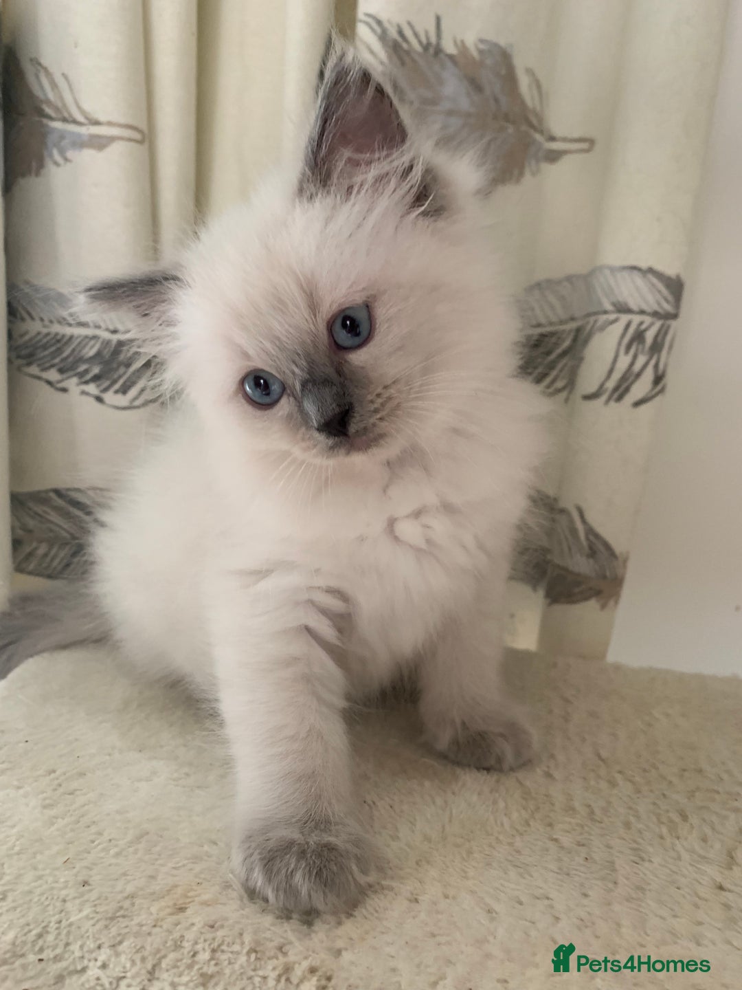 Ragdoll cats for sale: Stunning Ragdoll Kittens - Vax and chipped  - Image 1
