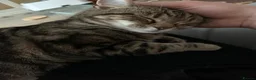 Domestic Shorthair cats for sale: Charlie: Loving Tabby Cat Seeking Forever Home - Advert 7