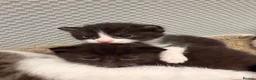 Mixed Breed cats for sale: 8 gorgeous kittens  - Advert 1