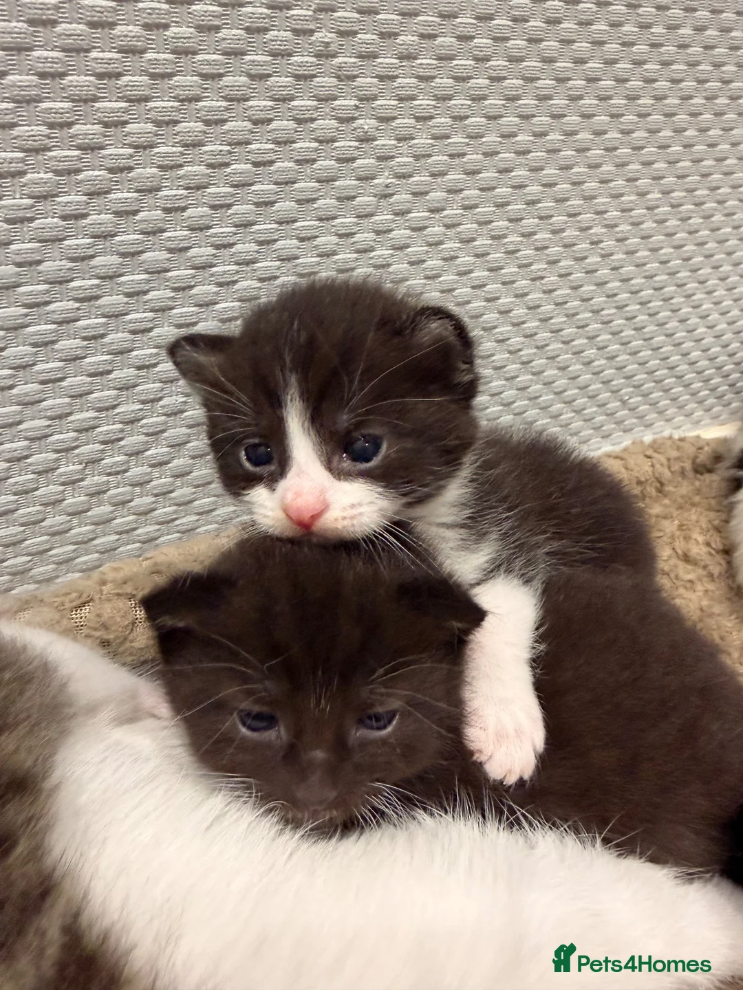 Mixed Breed cats for sale: 8 gorgeous kittens  - Advert 1