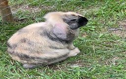 Mini Lop rabbits for sale: 2 mini lop does harlequin  - Image 2