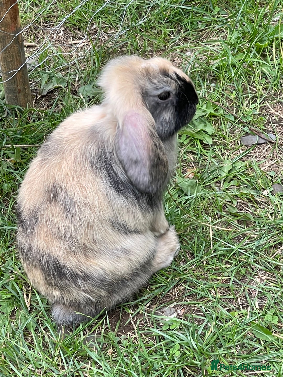 Mini Lop rabbits for sale: 2 mini lop does harlequin  - Image 2