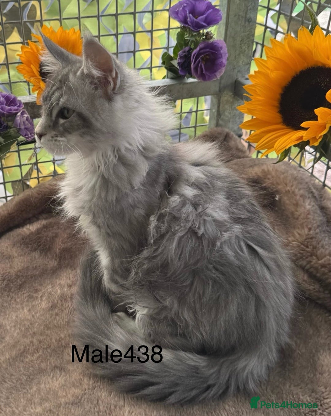 Maine Coon cats for sale: Registered GCCF Maine Coons - Image 10