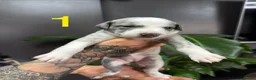 Whippet dogs for sale: Beautiful litter of 6 puppies - 4 girls and 2 boys in Derby - Advert 1