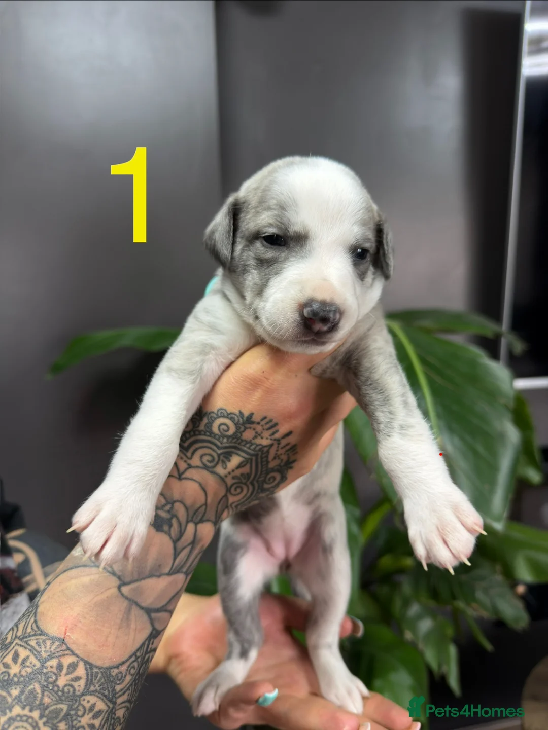 Whippet dogs for sale: Beautiful litter of 6 puppies - 4 girls and 2 boys in Derby - Advert 1