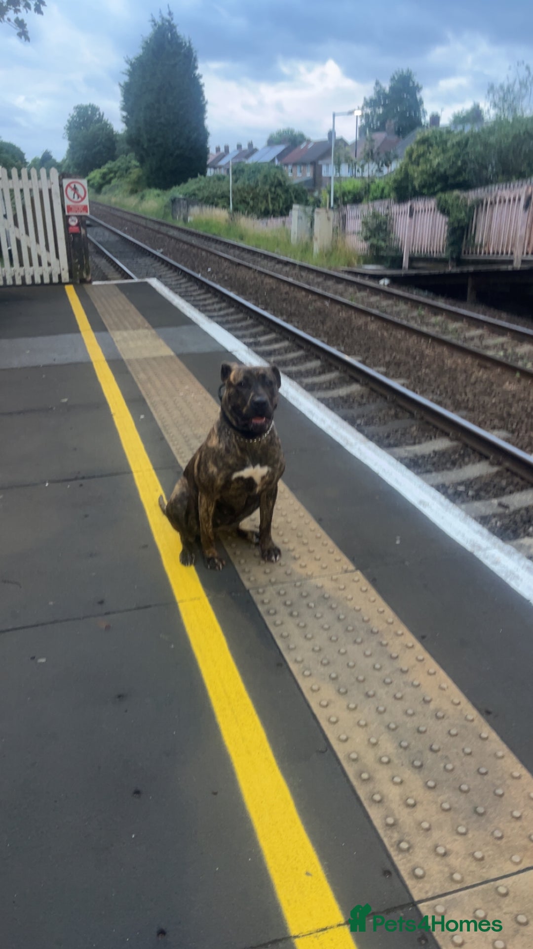 Presa Canario dogs for sale: Presa canario  - Image 1