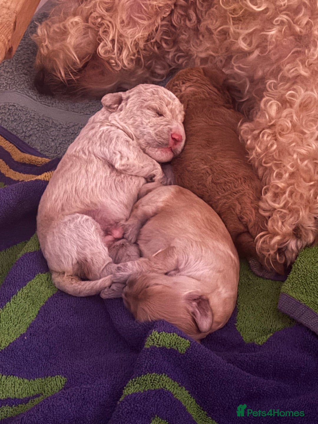 Cockapoo dogs for sale: Wonderful snuggle buddy  - Image 24