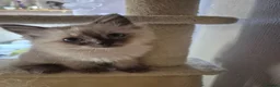 Ragdoll cats for sale: Beautifull ragdoll - Advert 24