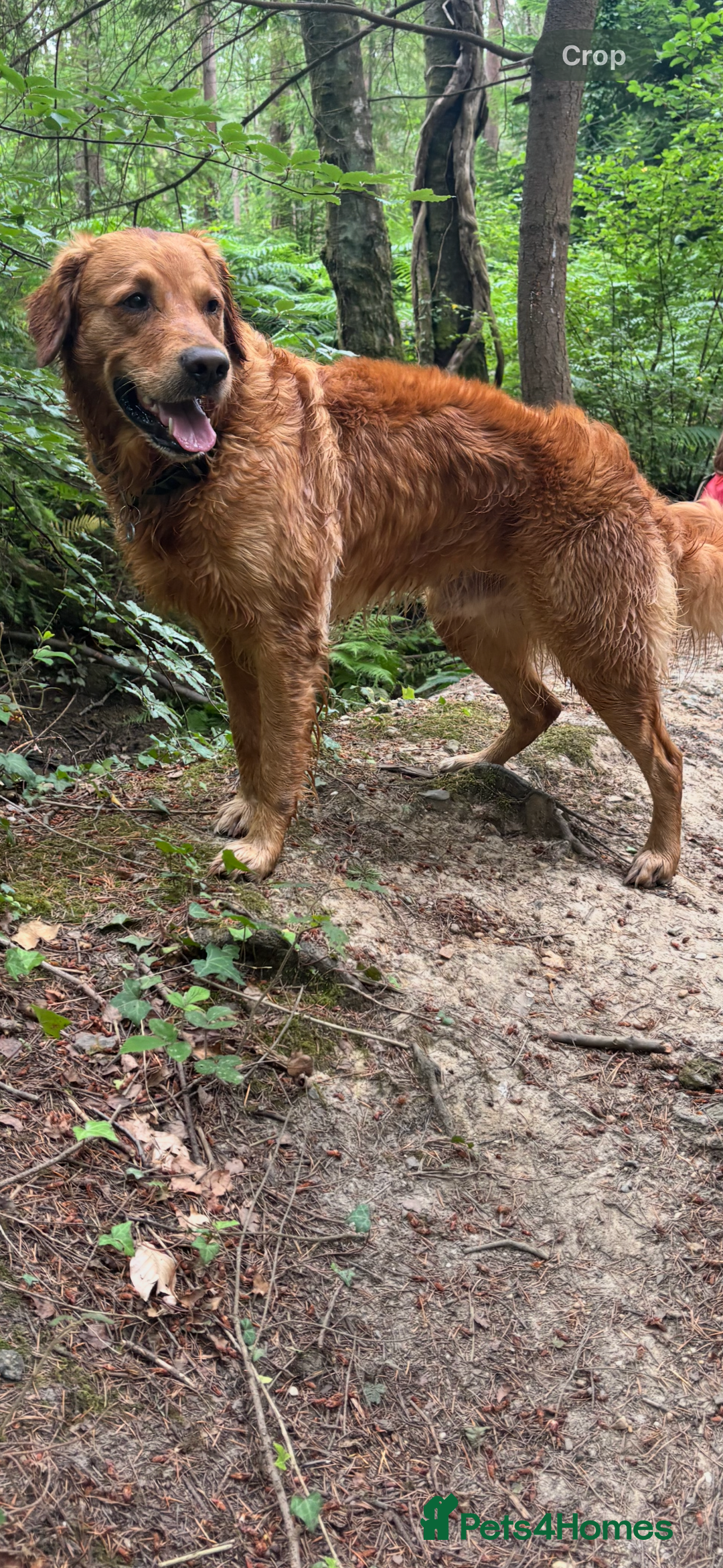 Golden Retriever dogs for stud: KC Golden Retriever - proven stud dog - Advert 1