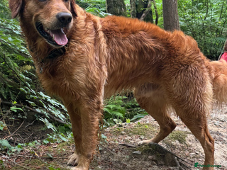 Golden Retriever dogs - Advert 1