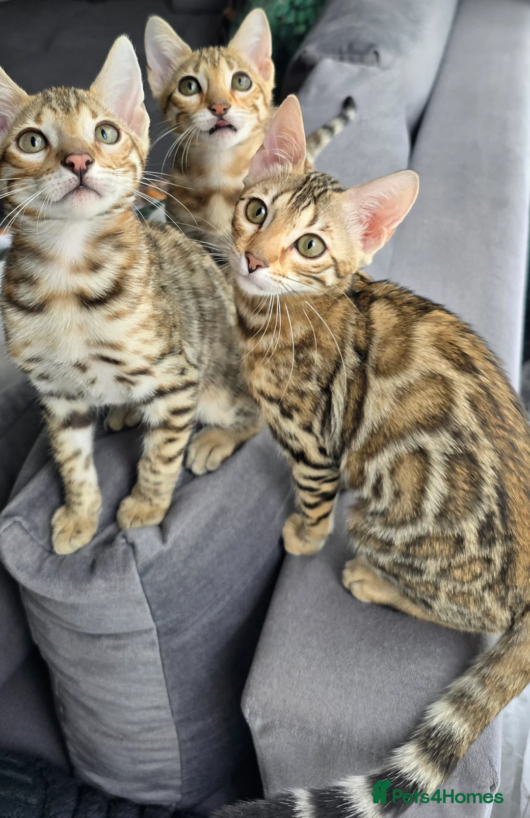 Bengal cats for sale: Ready NOW last 2 girls - Advert 1