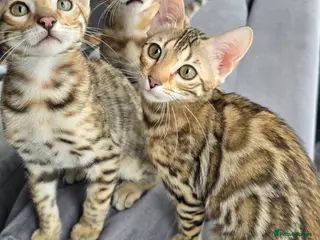 Bengal cats Ready NOW last 2 girls - Advert 1