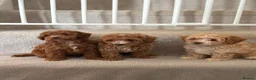Cavapoo dogs for sale: Beautiful litter,extensively health tested parents - Advert 4
