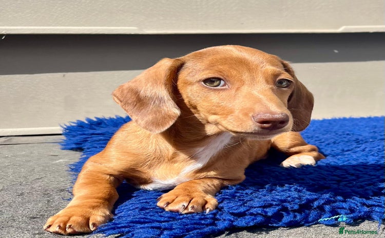 Miniature Dachshund dogs - Advert 1