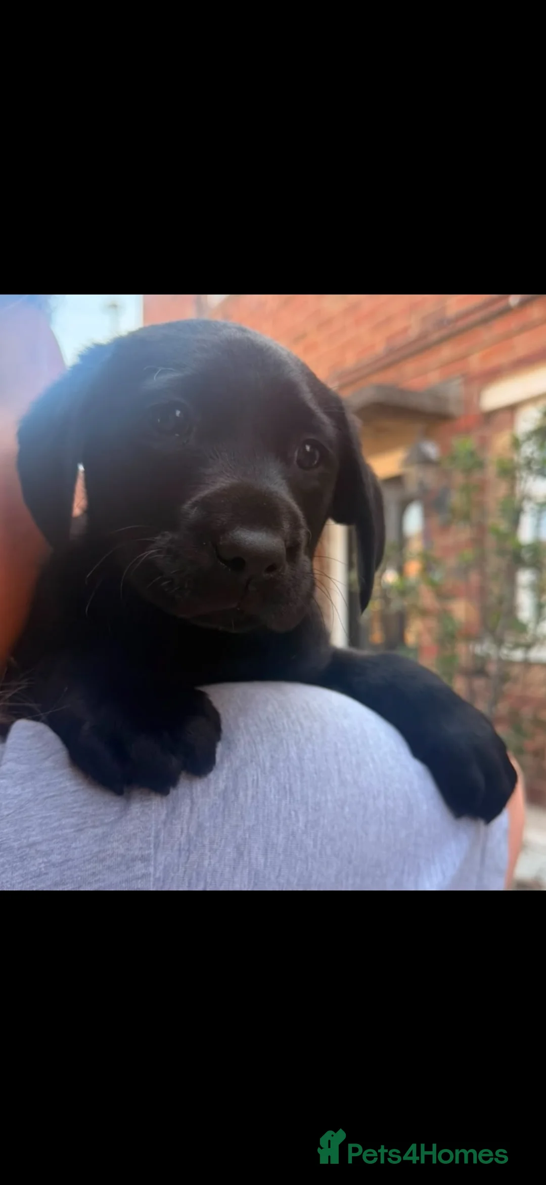 Labrador Retriever dogs for sale: Stunning Black Lab Pup..  - Advert 8