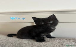 Mixed Breed cats for sale: 3 mixed tabby kittens. - Image 6