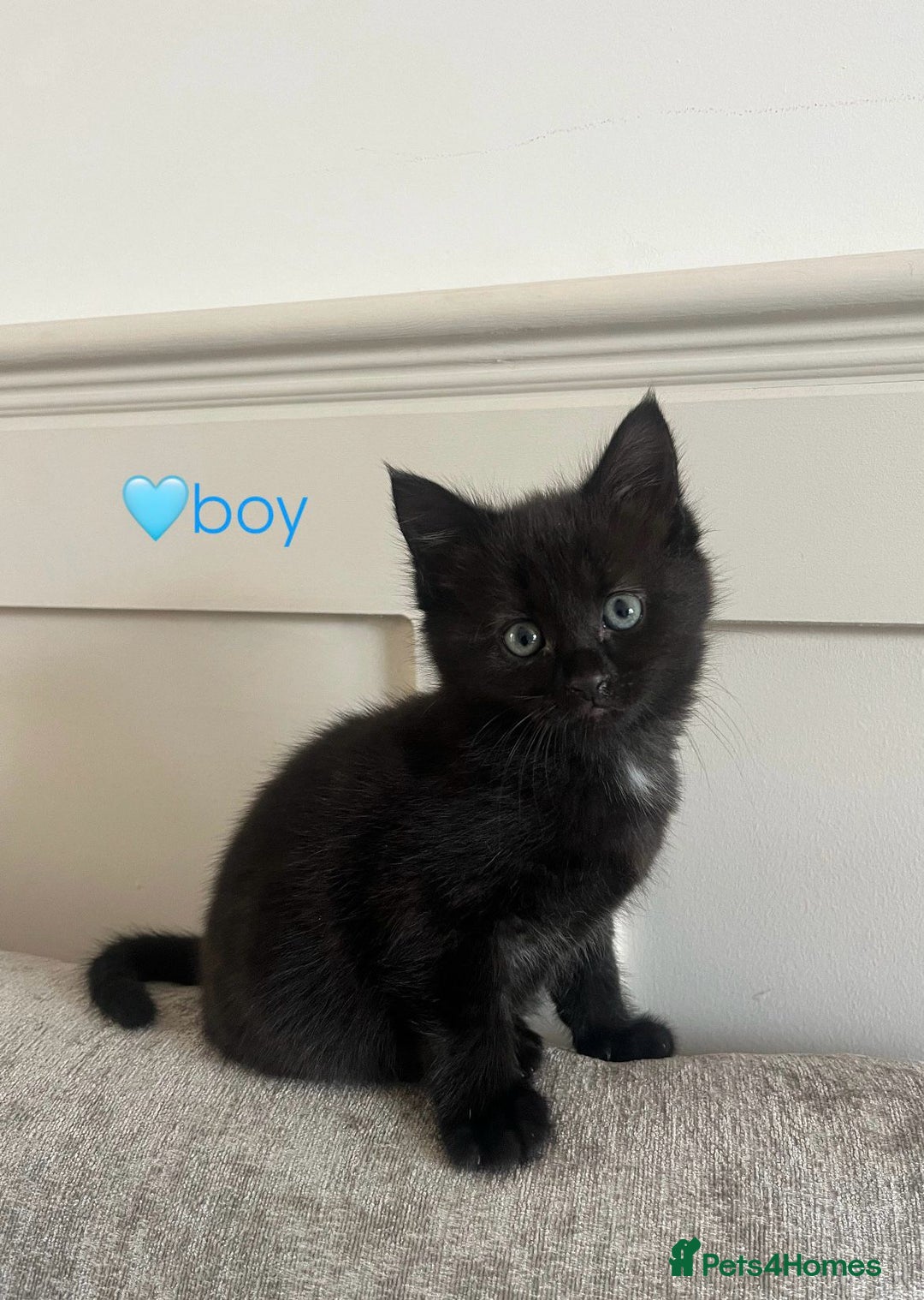 Mixed Breed cats for sale: 3 mixed tabby kittens. - Image 6