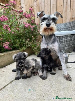 Miniature Schnauzer dogs 3 Pure Miniature Schnauzers available - Advert 4