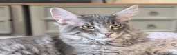 Maine Coon cats for sale: 3 male Mainecoons  - Advert 17