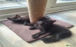 Mixed Breed cats for sale: 2 fluffy black girls  - Image 1