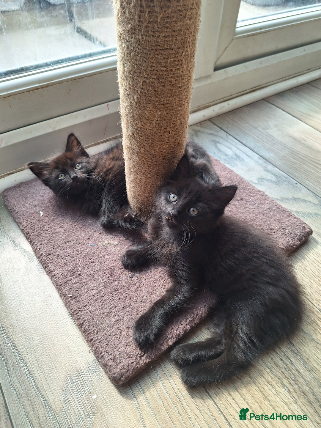 Mixed Breed cats for sale: 2 fluffy black girls  - Image 1