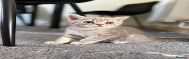 British Shorthair 1