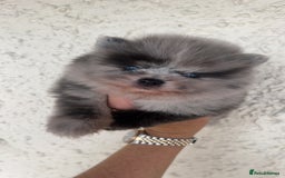 Pomeranian dogs for sale: Exotic quality mearle Poms with blue eyes 💙 - Image 1