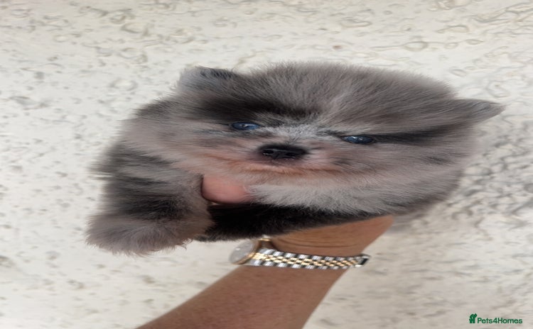 Pomeranian dogs - Advert 1