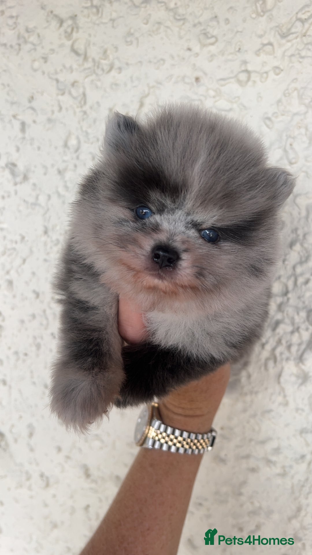 Pomeranian dogs for sale: Exotic quality mearle Poms with blue eyes 💙 - Image 1