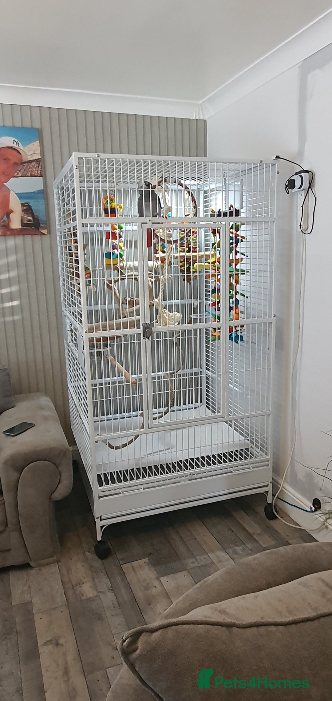 Parrots birds for sale: African grey  - Image 4