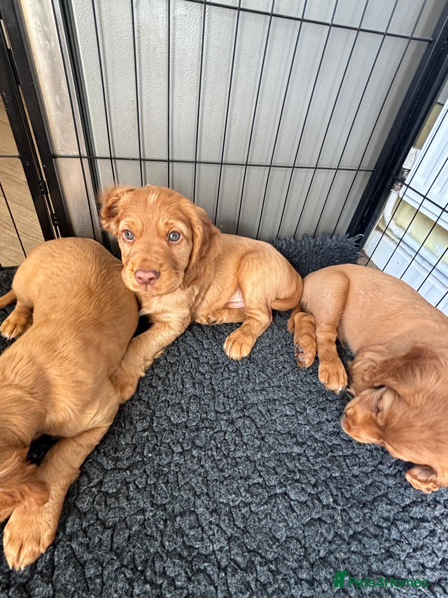 Cocker Spaniel dogs *READY NOW* 2 Boys KC Reg Working Cocker Spaniels  - Advert 3