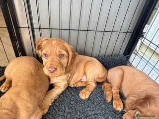 Cocker Spaniel dogs *READY NOW* 2 Boys KC Reg Working Cocker Spaniels - Advert 3