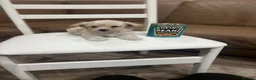 Maltipoo dogs for sale: Miniature maltipoo puppies - Advert 15