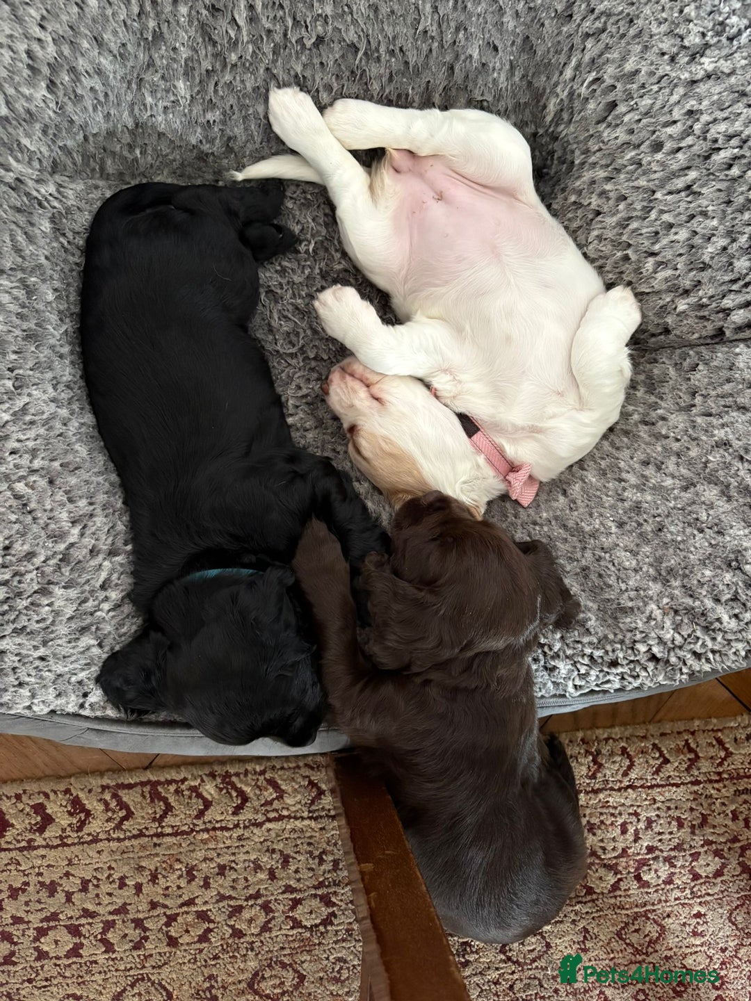 Cocker Spaniel dogs for sale: Working Cocker Spaniel puppy - Available now - Advert 9