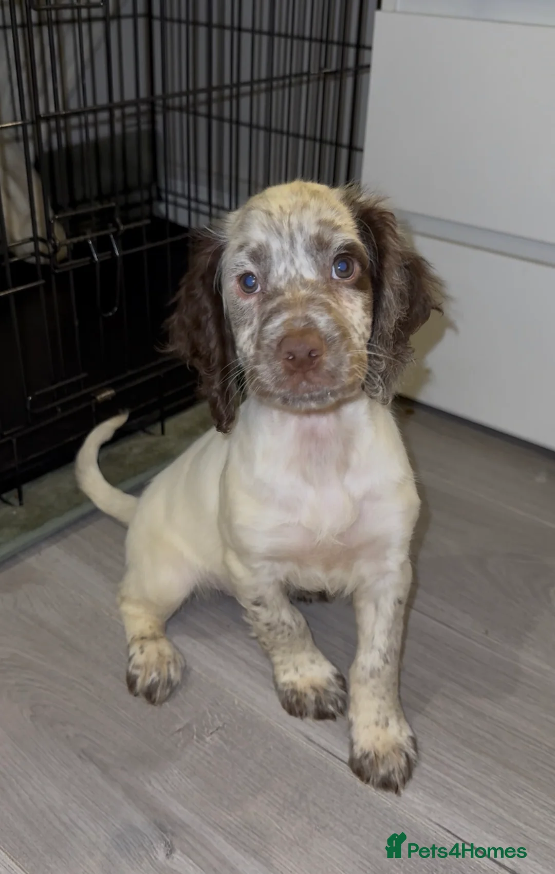 Cocker Spaniel dogs for sale: 9 Week Old - Boy Working Cocker Spaniel  - Advert 1
