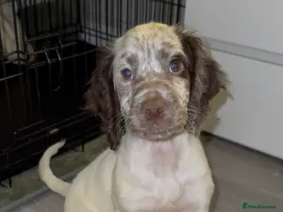 Cocker Spaniel dogs 9 Week Old - Boy Working Cocker Spaniel - Advert 2
