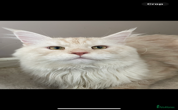 Maine Coon cats - Advert 1