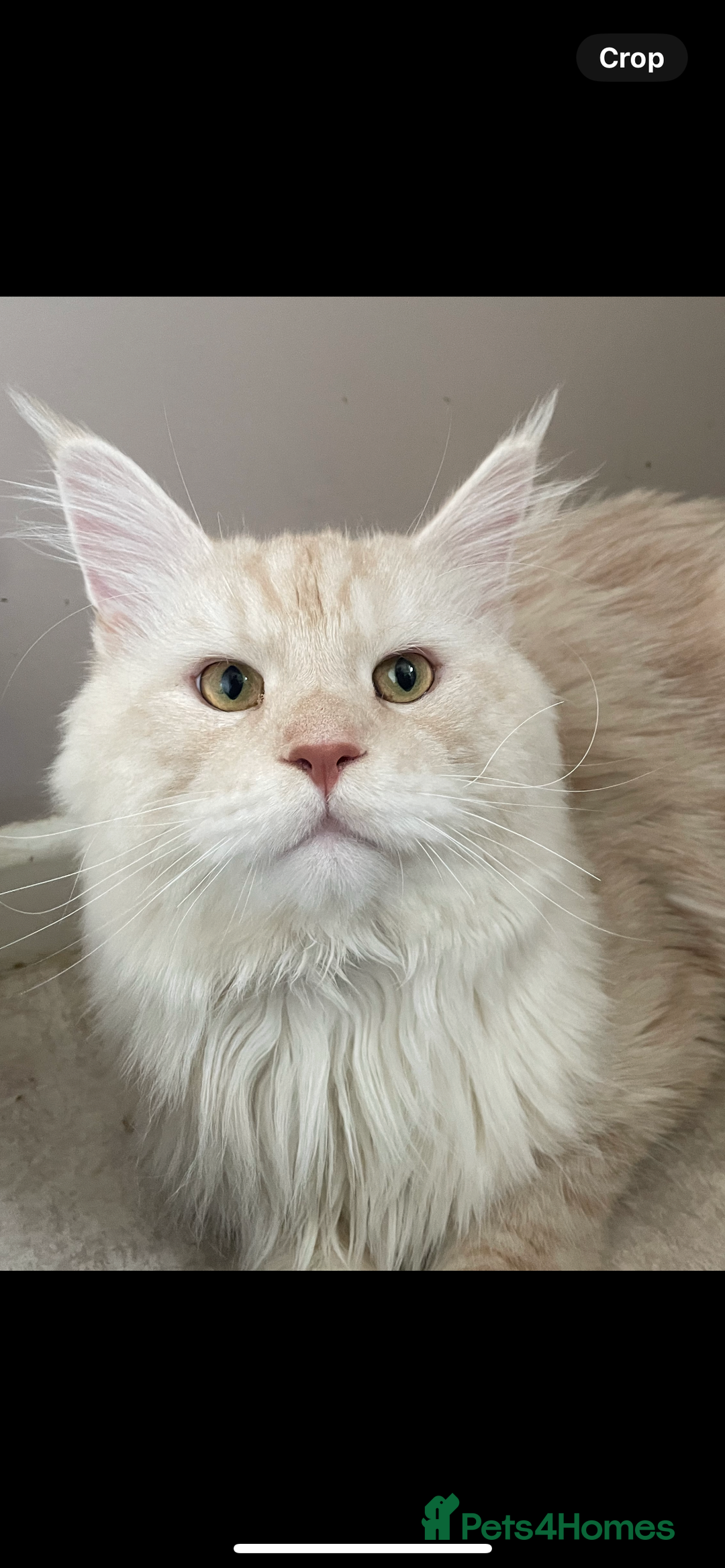 Maine Coon cats for stud: 🏆🏆INTERNATIONAL CHAMPION LINE TICA STUD🏆🏆 - Image 8