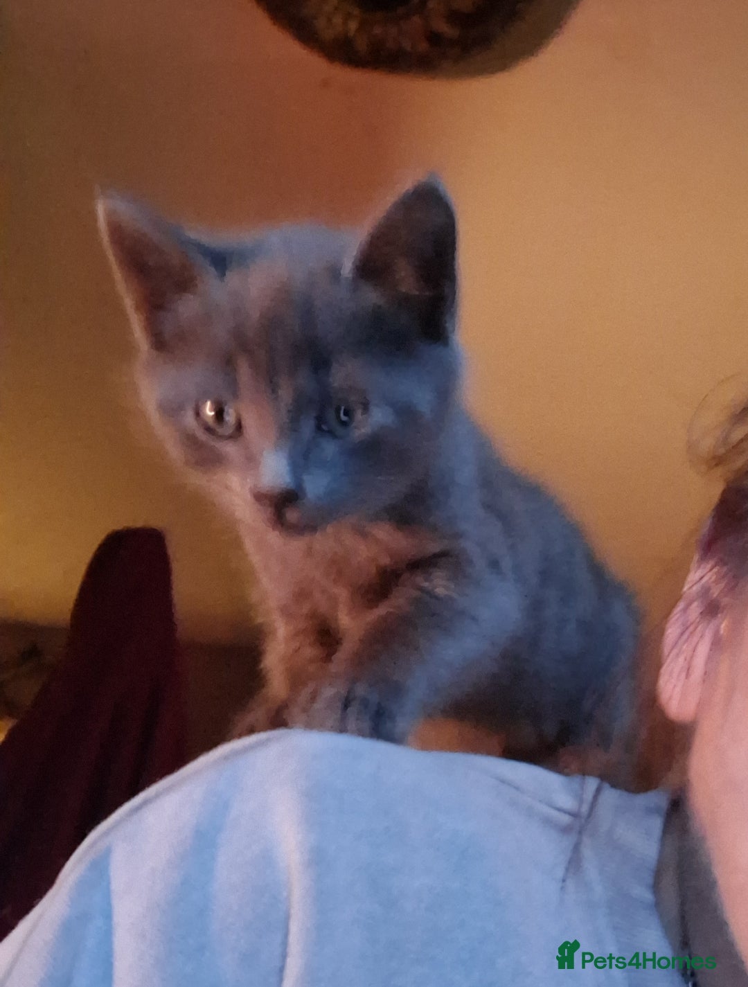 Mixed Breed cats for sale: ⭐️⭐️Stunning Russian Blue X Bengal Kittens ⭐️⭐️⭐️ - Advert 15