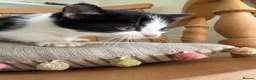 Mixed Breed cats for sale: 4 kittens for sale  - Advert 17