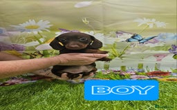 Miniature Dachshund dogs for sale: Beautiful miniature dachshund puppies - Image 10