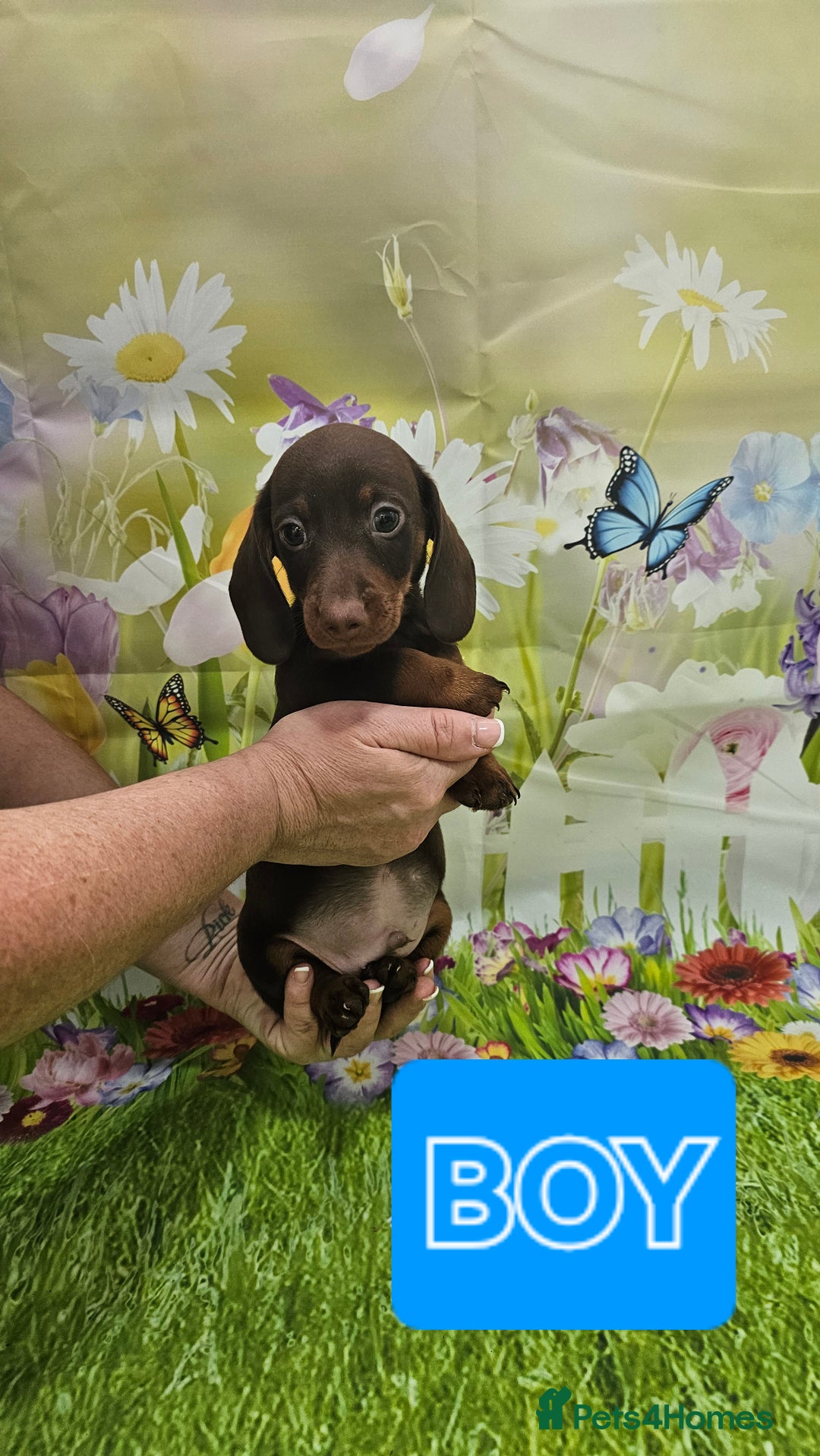 Miniature Dachshund dogs for sale: Beautiful miniature dachshund puppies - Image 10