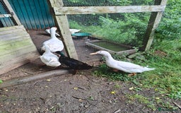 Ducks poultry for sale: Cherry Valley Drakes for sale - Image 2
