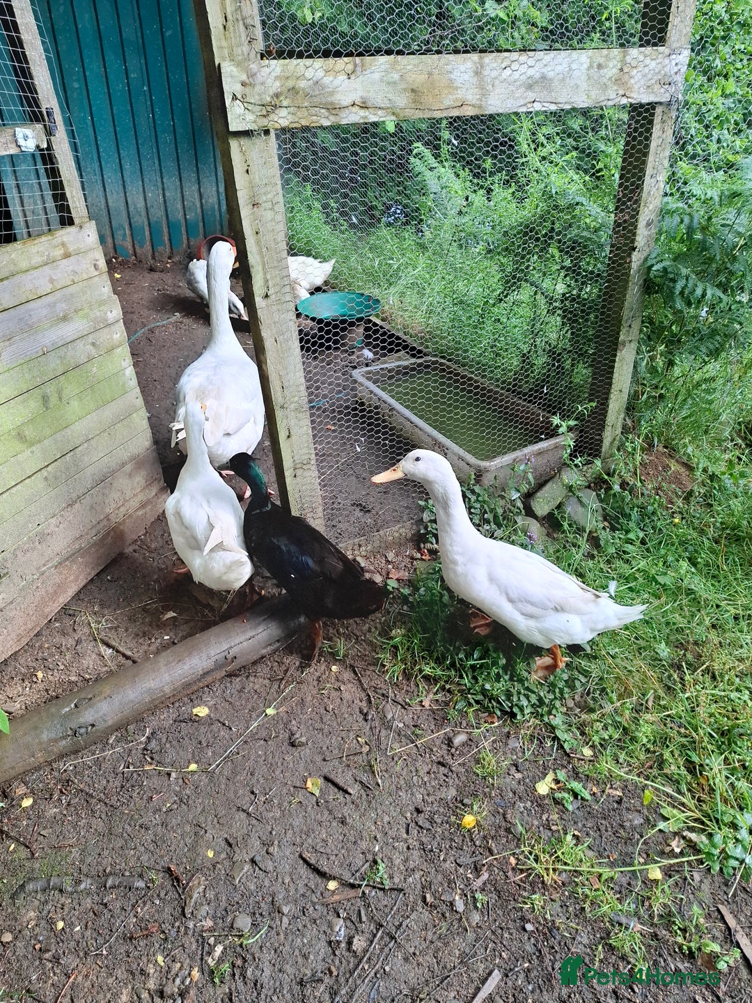 Ducks poultry for sale: Cherry Valley Drakes for sale - Image 2