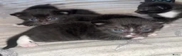 Domestic Shorthair cats for sale: Kittens  in Woodhall Spa - Advert 3